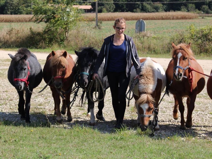 Les chèvres se reposent à l'ombre