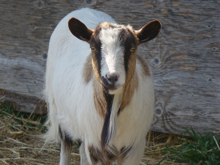 Chèvre blanche du domainde de chante-oiseau