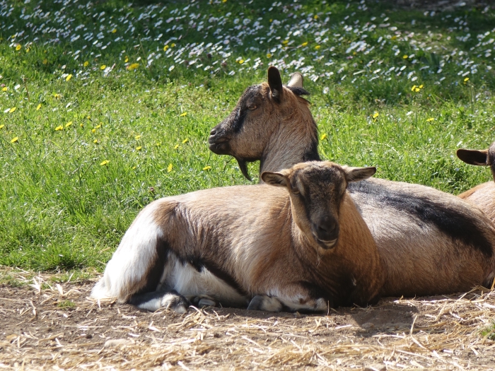 Les chèvres se reposent à l'ombre